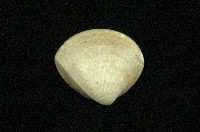 藏品(普通文蛤)的圖片